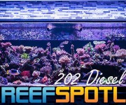 Reef Spotlight