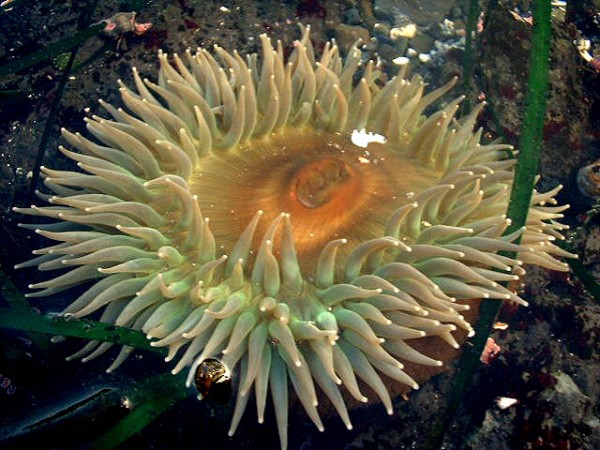 The Sunburst Bubble Tipped Anemone - REEFEDITION