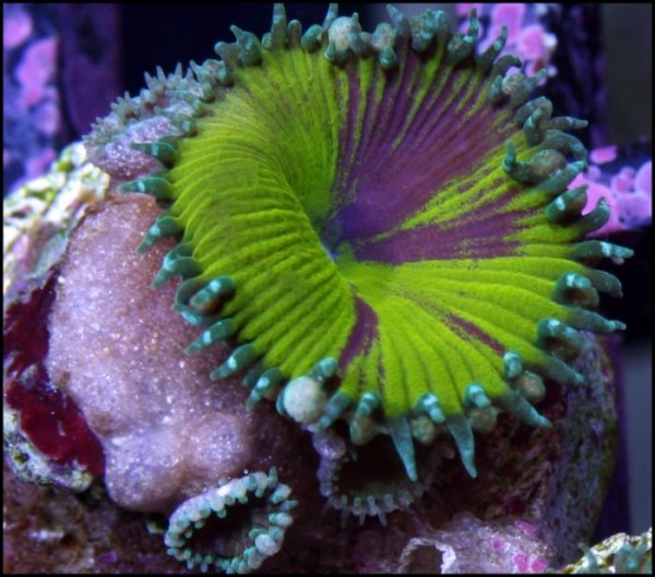 GRAFTING CORALS: The art of coral grafting - REEFEDITION