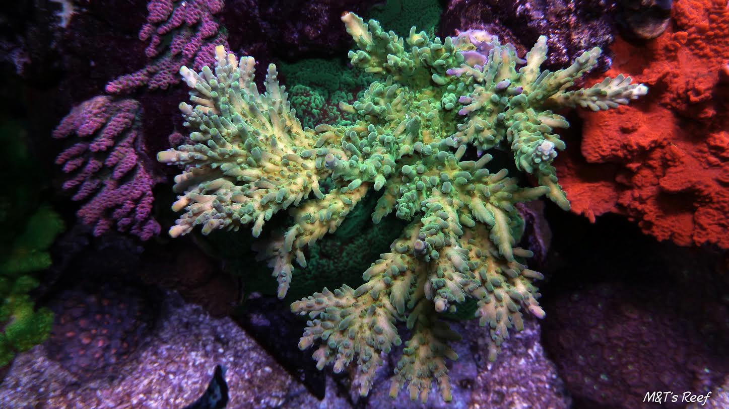 SPS Spotlight: The Many Shades of Acropora austera - REEFEDITION