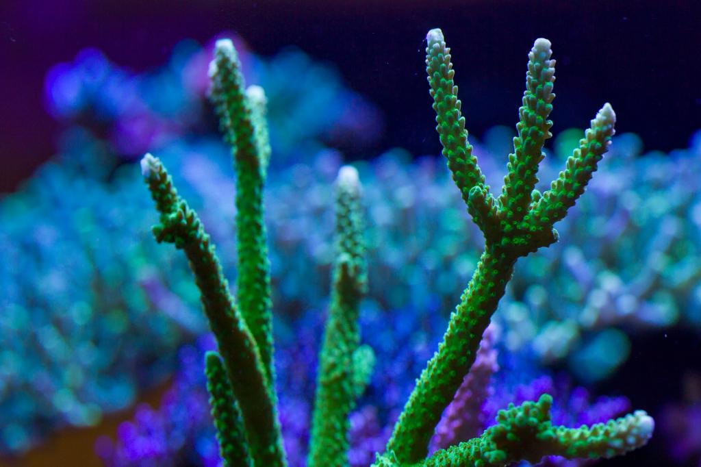 Reef Spotlight: Tusi’s 180 gal Mixed Coral Garden - REEFEDITION