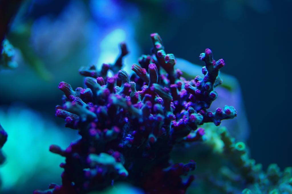 Reef Spotlight: Tusi’s 180 gal Mixed Coral Garden - REEFEDITION