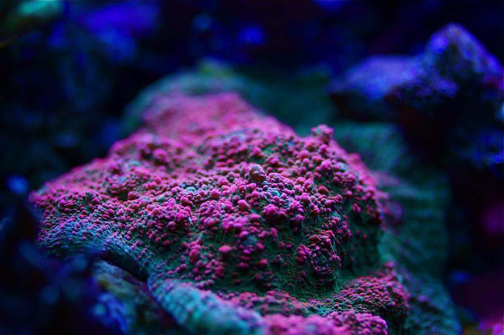 Reef Spotlight: Tusi’s 180 gal Mixed Coral Garden - REEFEDITION