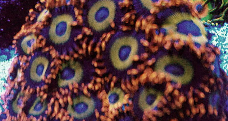 Zoanthid Spotlight: Fruit Loops - REEFEDITION