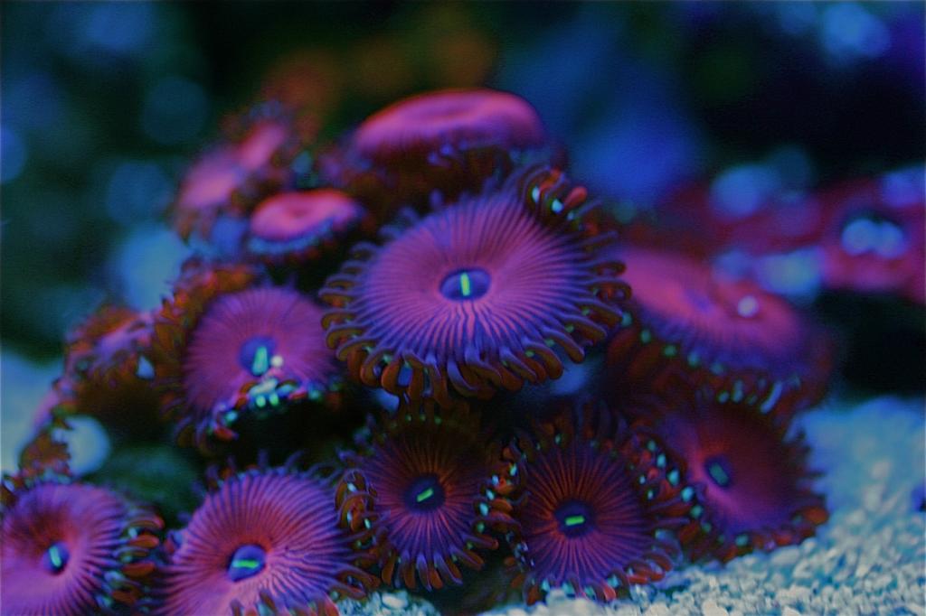 Reef Spotlight: Tusi’s 180 gal Mixed Coral Garden - REEFEDITION